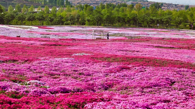山东日照：芝樱花盛放美如画
