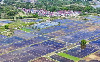 江西抚州：高标准农田美如画卷