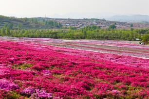 山东日照：芝樱花盛放美如画