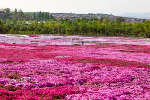 山东日照：芝樱花盛放美如画