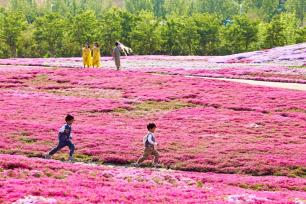 山东日照：芝樱花盛放美如画