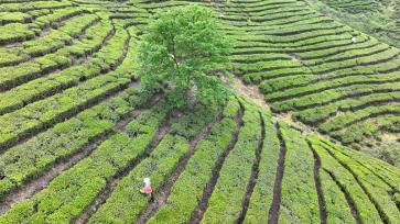 湖北房县：高山富硒茶“香飘”海外