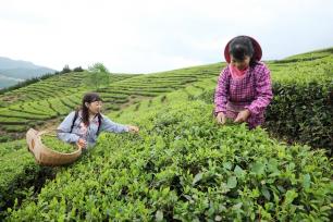 湖北房县：高山富硒茶“香飘”海外
