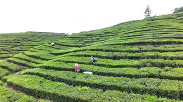 湖北房县：高山富硒茶“香飘”海外