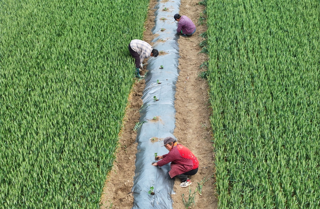 安徽蒙城：麦田套种助增收