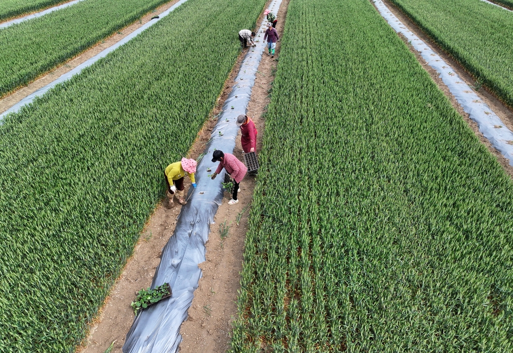 安徽蒙城：麦田套种助增收