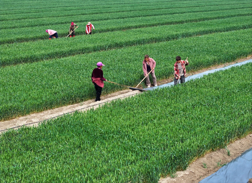 安徽蒙城：麦田套种助增收