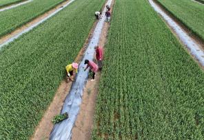 安徽蒙城：麦田套种助增收