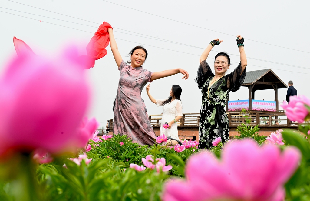 安徽亳州：芍花盛开迎客来