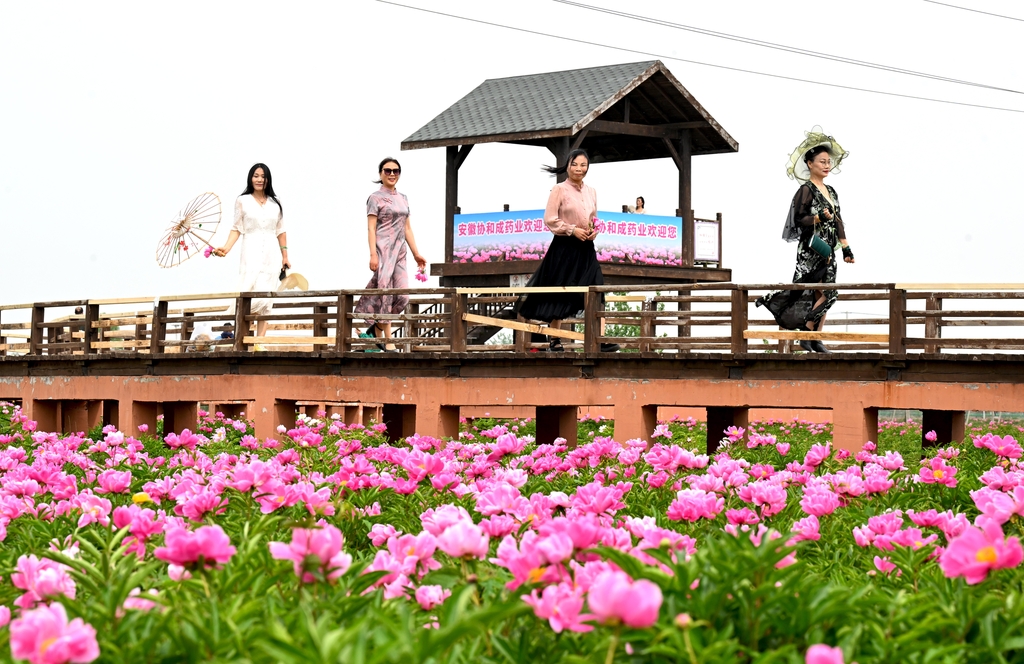 安徽亳州：芍花盛开迎客来