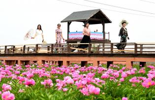 安徽亳州：芍花盛开迎客来