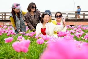 安徽亳州：芍花盛开迎客来