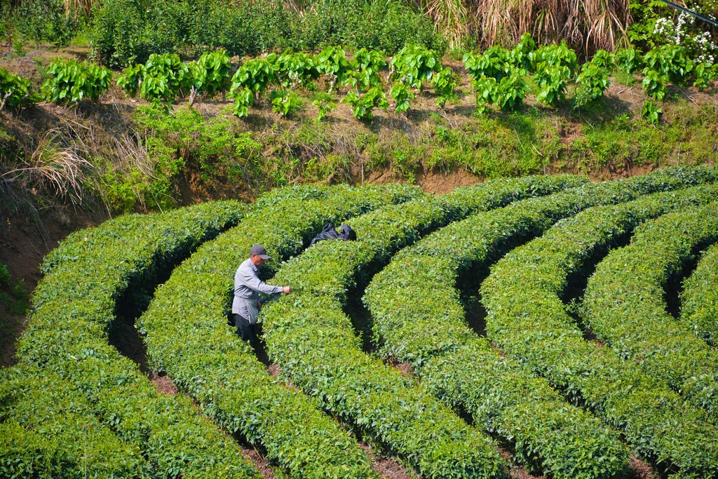 安徽岳西：春茶采摘忙