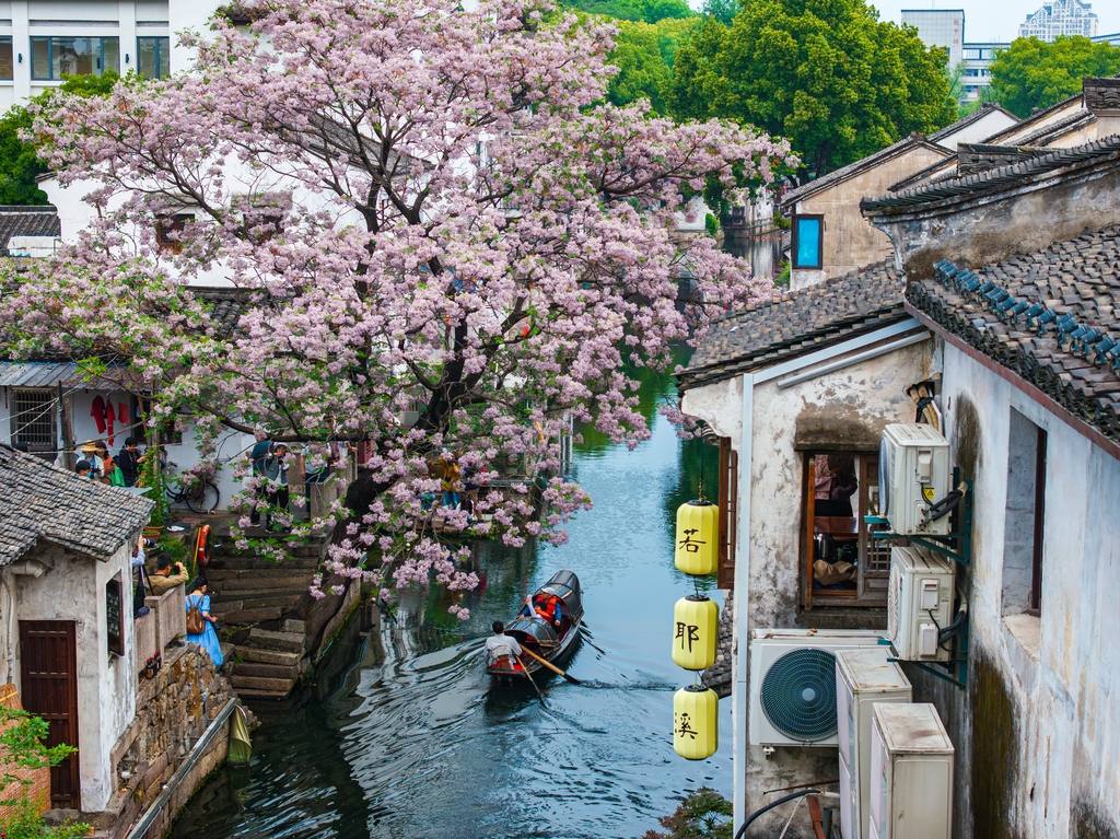 浙江绍兴：苦楝花盛放 江南水乡入画来