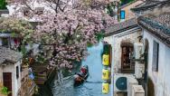 浙江绍兴：苦楝花盛放 江南水乡入画来