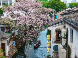 浙江绍兴：苦楝花盛放 江南水乡入画来