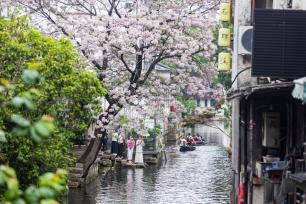 浙江绍兴：苦楝花盛放 江南水乡入画来
