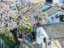 浙江绍兴：苦楝花盛放 江南水乡入画来