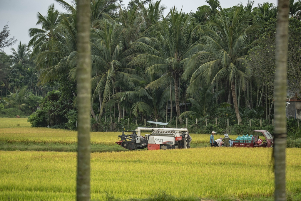 海南琼海：潭门镇农民在抢收早稻