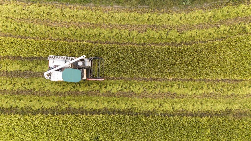 海南琼海：潭门镇农民在抢收早稻