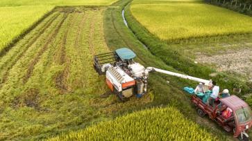 海南琼海：潭门镇农民在抢收早稻