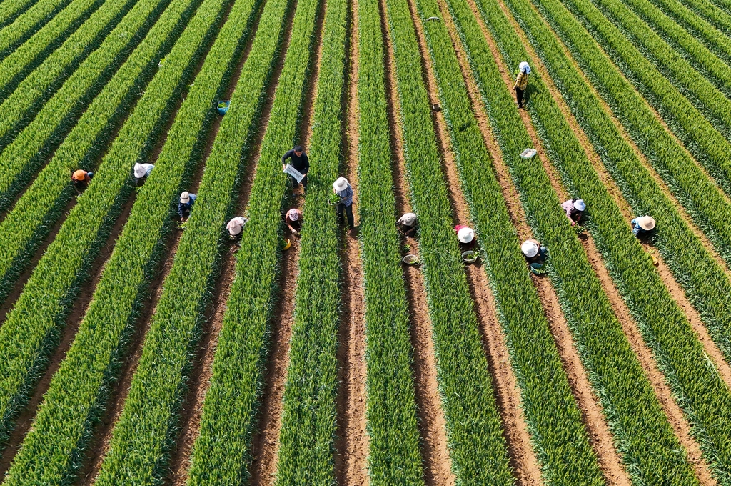 河南平顶山：农民在麦田间套种辣椒苗