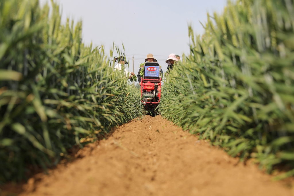 河南平顶山：农民在麦田间套种辣椒苗