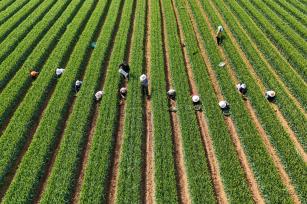 河南平顶山：农民在麦田间套种辣椒苗