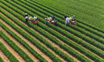 河南平顶山：农民在麦田间套种辣椒苗