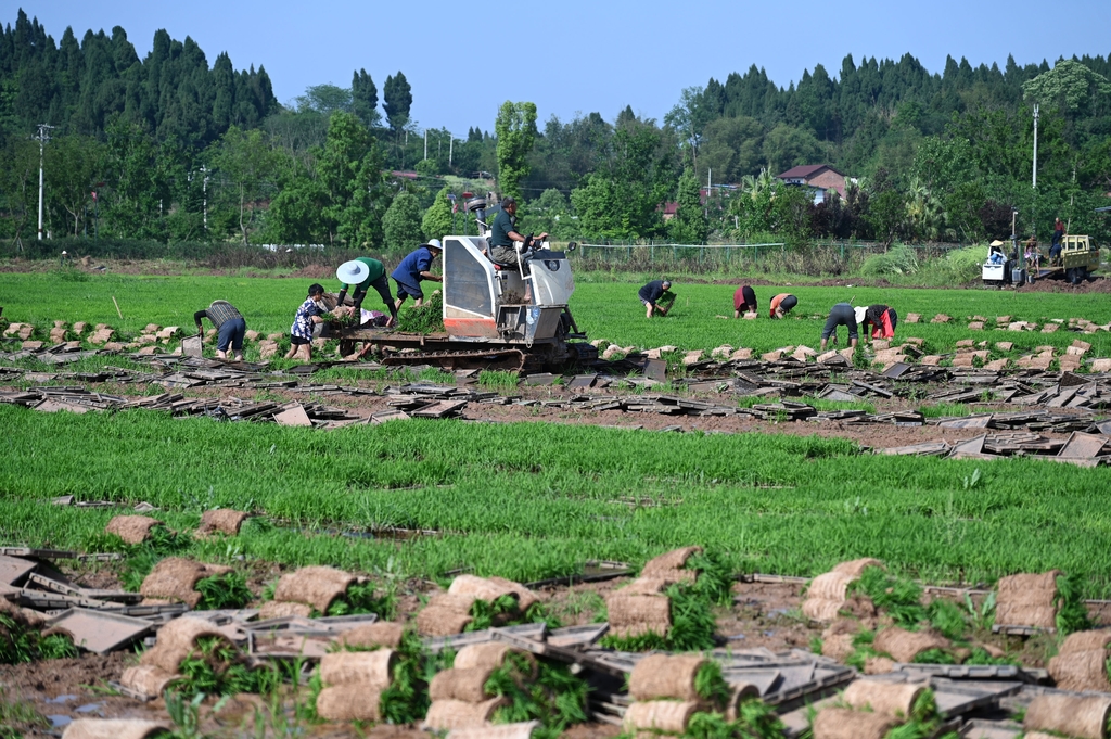 四川内江：村民在秧田里起秧苗
