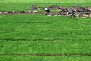 四川内江：村民在秧田里起秧苗