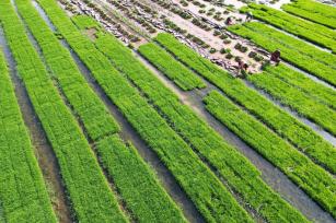 四川内江：村民在秧田里起秧苗