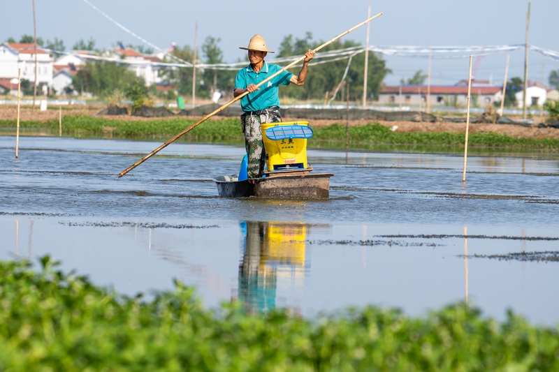 武汉：小龙虾旺季来临 虾农起虾忙