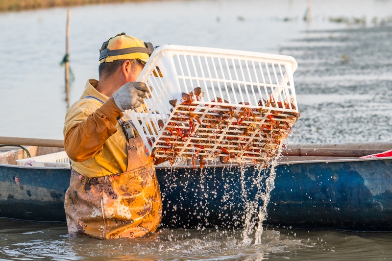 武汉：小龙虾旺季来临 虾农起虾忙