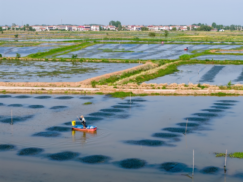武汉：小龙虾旺季来临 虾农起虾忙