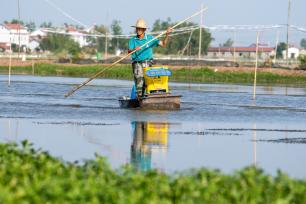 武汉：小龙虾旺季来临 虾农起虾忙