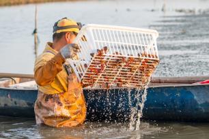 武汉：小龙虾旺季来临 虾农起虾忙