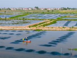 武汉：小龙虾旺季来临 虾农起虾忙