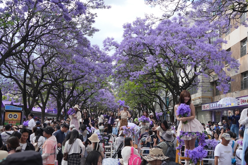 云南昆明蓝花楹进入盛花期