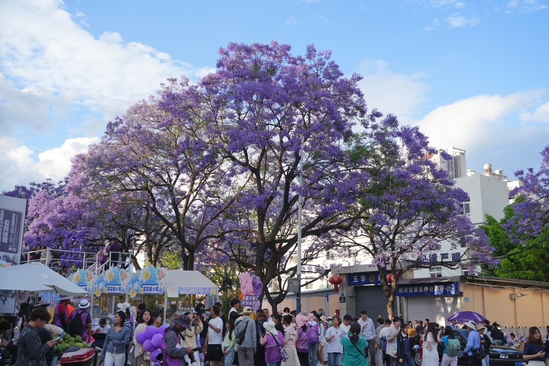 云南昆明蓝花楹进入盛花期