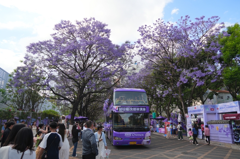 云南昆明蓝花楹进入盛花期