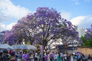 云南昆明蓝花楹进入盛花期