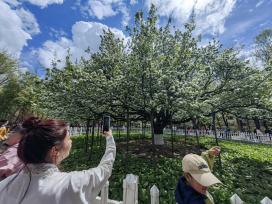哈尔滨：139岁古梨树开花了 游人打卡拍照