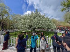 哈尔滨：139岁古梨树开花了 游人打卡拍照