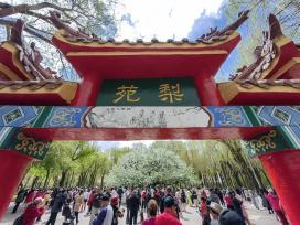 哈尔滨：139岁古梨树开花了 游人打卡拍照
