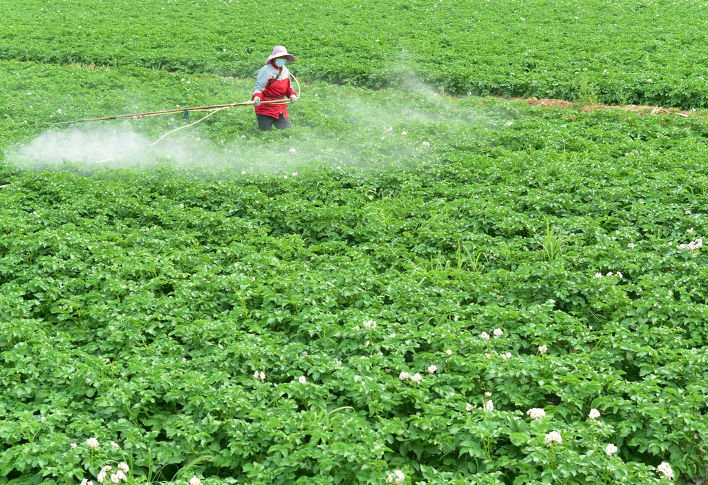 山东枣庄：覆膜土豆田管忙