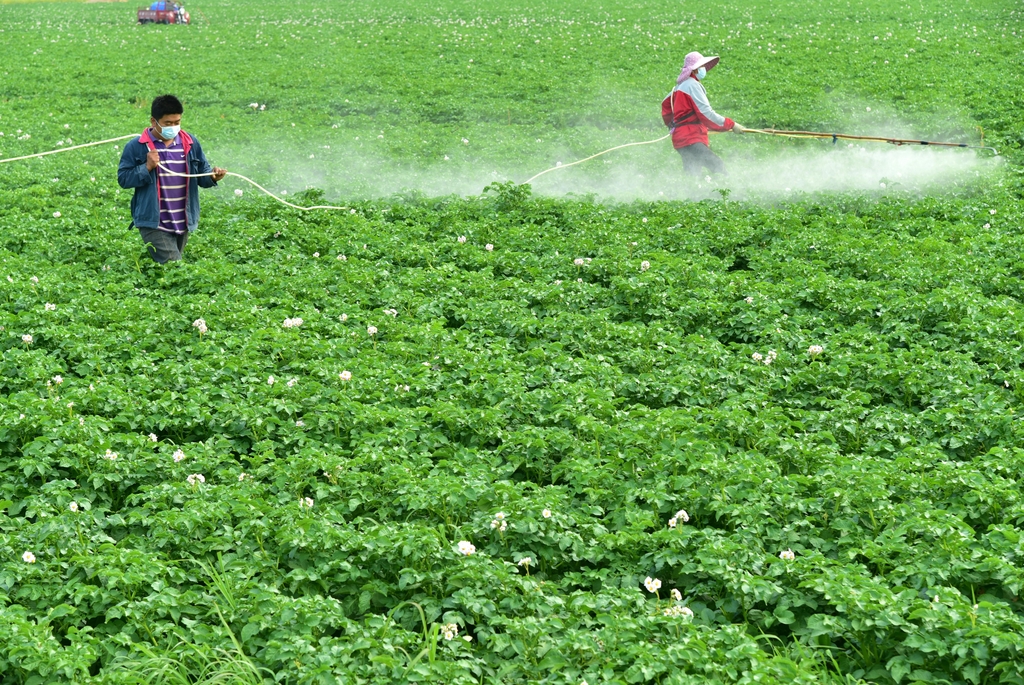 山东枣庄：覆膜土豆田管忙