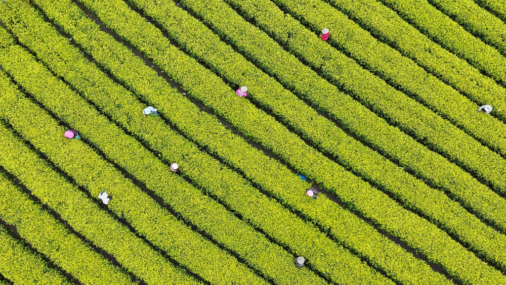 江西吉安：茶农忙着采摘黄金茶
