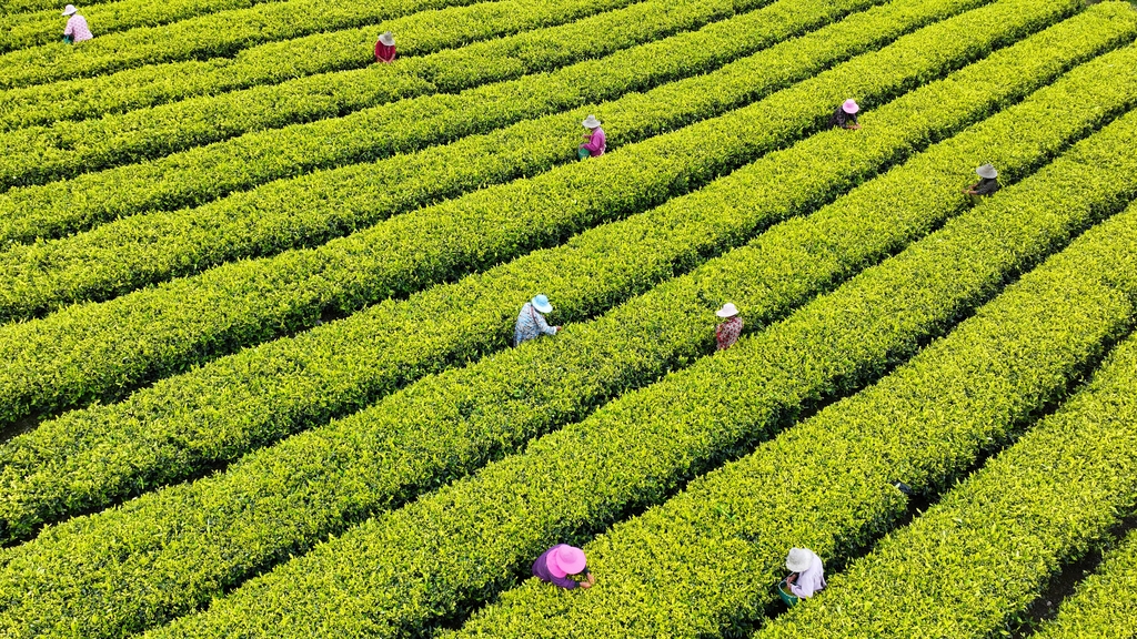 江西吉安：茶农忙着采摘黄金茶