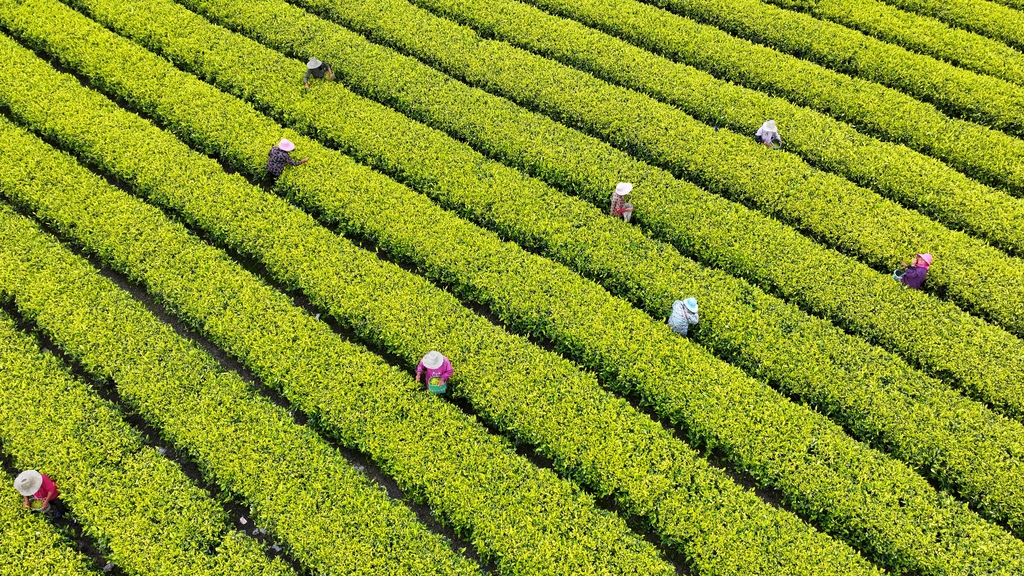 江西吉安：茶农忙着采摘黄金茶